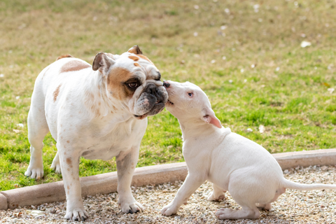 10 cosas que hacer con tu bull terrier |  bull terrier mundo