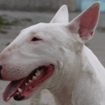 ¿Cómo cuidar los dientes de mi bull terrier?