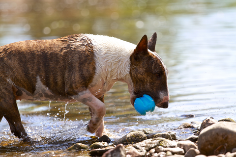 10 cosas que hacer con tu bull terrier |  bull terrier mundo