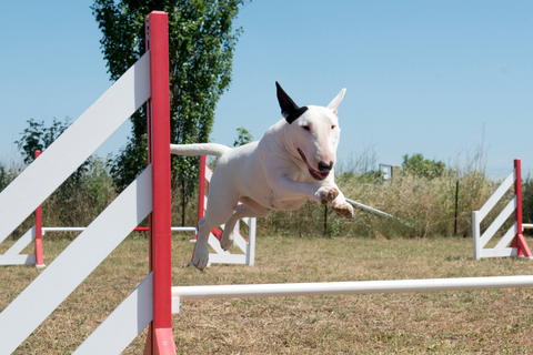 10 cosas que hacer con tu bull terrier |  bull terrier mundo