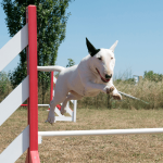 10 cosas que hacer con tu bull terrier