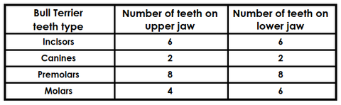 ¿Cuántos dientes tienen los Bull Terrier?