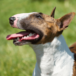 ¿Los bull terrier ladran mucho?