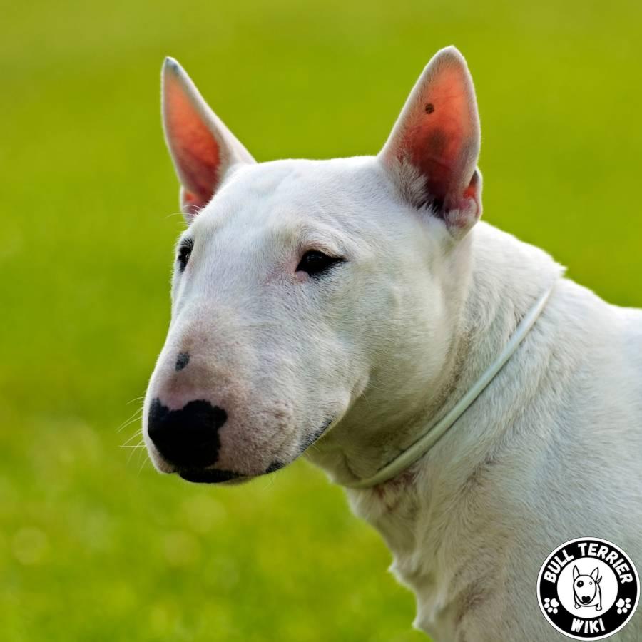 Raza y características del Bull Terrier: todo lo que necesitas saber