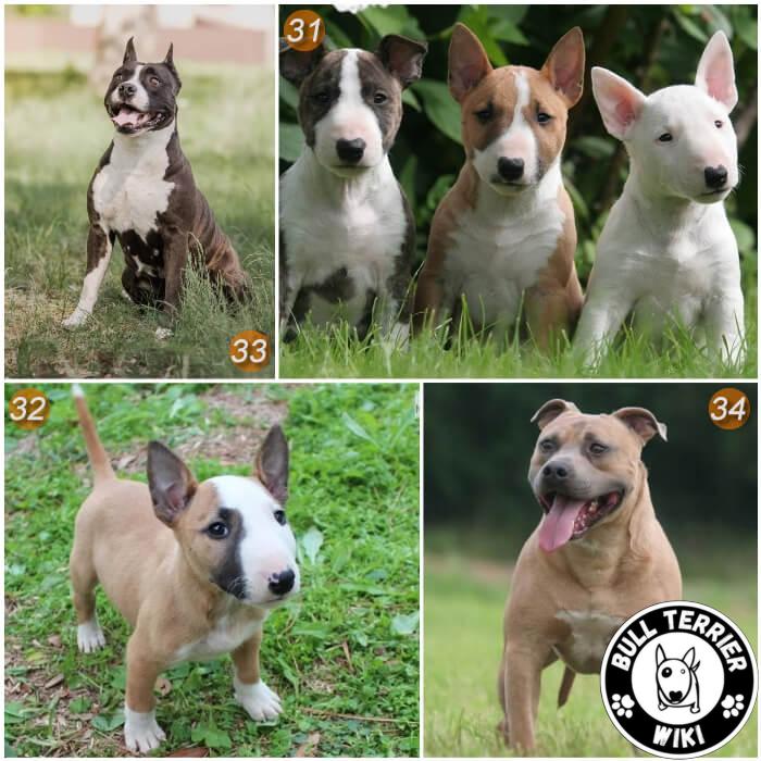 Razas de perros similares al Bull Terrier: conoce las variedades relacionadas